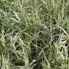 Arundo donax Plant