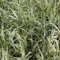 Arundo donax Plant
