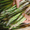 Asparagus Crowns - Backlim