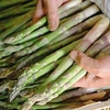 Asparagus Crowns - Continuity Collection