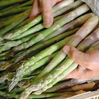 Asparagus Crowns - Continuity Collection
