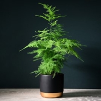 Asparagus Fern Plumosus