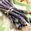Asparagus Plant - Erasmus