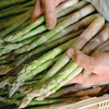 Asparagus Plant - Gijnlim Millennium