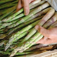 Asparagus Plant - Gijnlim Millennium