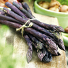 Asparagus Plant - Stewarts Purple