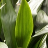 Aspidistra (Cast Iron Plant) Elatior