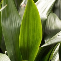 Aspidistra (Cast Iron Plant) Elatior
