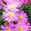 Aster Alice Haslam