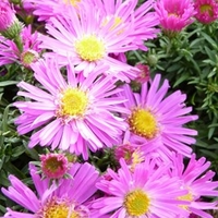 Aster Alice Haslam