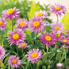 Aster alpinus Plant - Happy End Pink