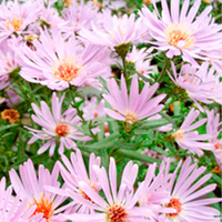 Aster alpinus Plant - Light Blue
