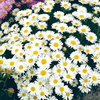 Aster alpinus Plant - White