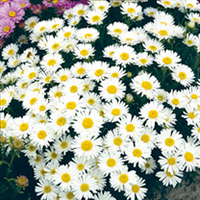 Aster alpinus Plant - White