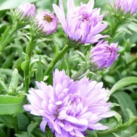 Aster Audrey