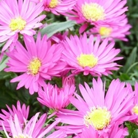 Aster Bahamas