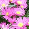 Aster Bahamas