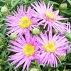 Aster Dandy