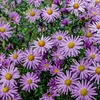 Aster Dumosus Island Barbados