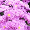 Aster Dumosus Island Tonga