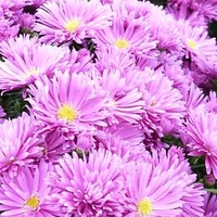 Aster Dumosus Island Tonga
