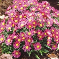 Aster Island Plant - Bahamas