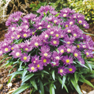 Aster Island Plant - Samoa