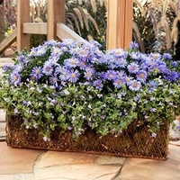 Aster Plant - Autumn Jewels Aqua Compact