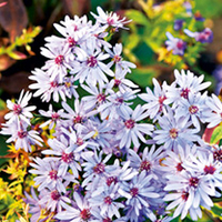 Aster Plant - Little Carlow