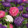 Aster Plants - Asteroid Mix