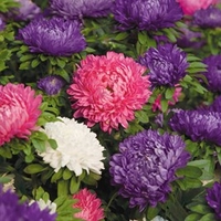 Aster Plants - Asteroid Mix