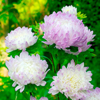 Aster Plants - Blue Ice