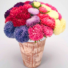 Aster Plants - Gala Mixed