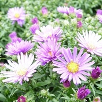 Aster Plants - Samoa