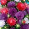 Aster Plants - Starlight Mixed