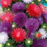 Aster Plants - Starlight Mixed