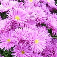 Aster Plants - Tonga