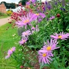 Aster Seeds - Madelaine