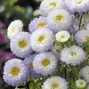 Aster Seeds - Matsumoto White Tipped Blue