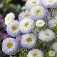 Aster Seeds - Matsumoto White Tipped Blue