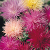 Aster Seeds - Nova
