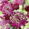 Astrantia Plant - Abbey Road