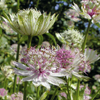 Astrantia Plant - Buckland
