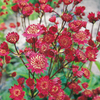 Astrantia Plant - Claret