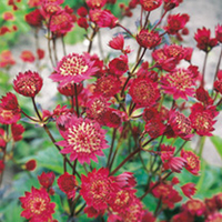 Astrantia Plant - Claret