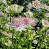 Astrantia Plant - Florence