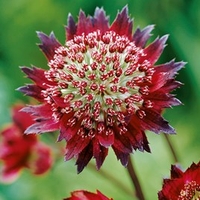 Astrantia Plant - Moulin Rouge