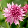 Astrantia Plant - Roma
