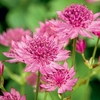 Astrantia Plant - Roma