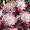 Astrantia Plant - Star of Beauty